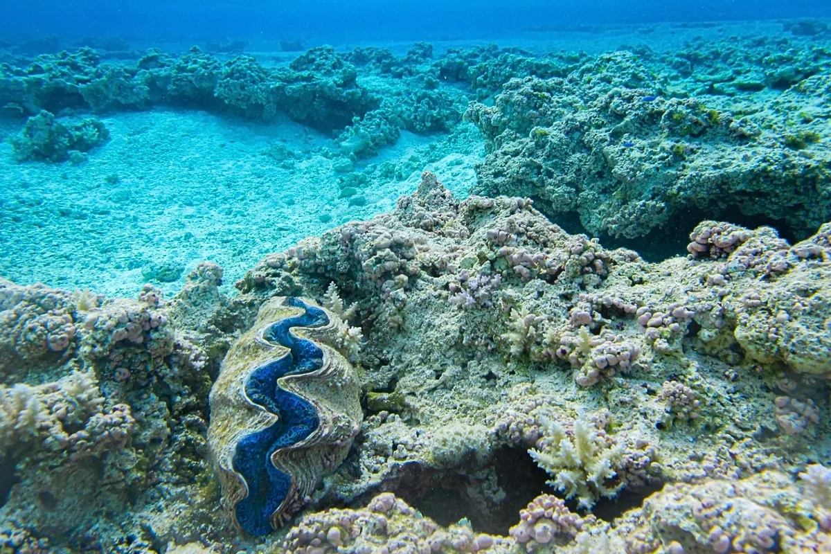 Maxima clam within the shallow coral bombies of Muliāva