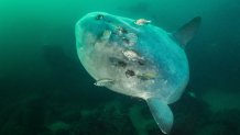 Patrick Webster captured this image of a Mola mola during a dive in Monterey Bay.