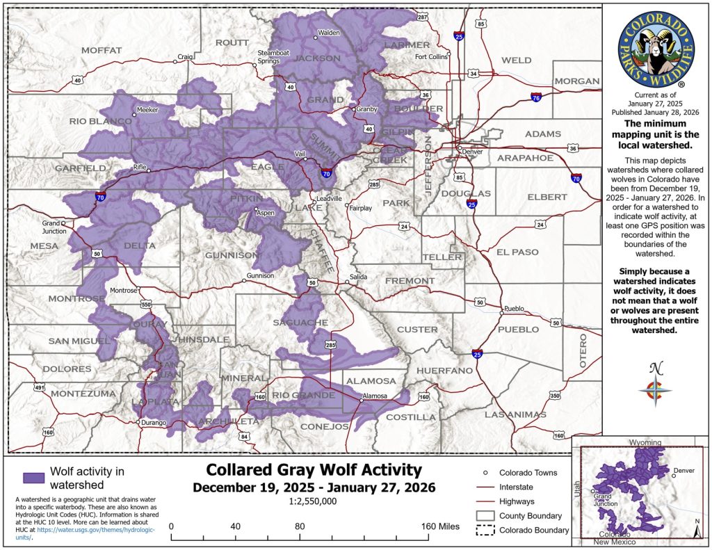 Wolf activity in January includes territorial movements as well as broad exploration in the southwest