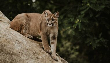 San Francisco Mountain Lion Captured At California & Octavia Streets After 'Hours-Long Standoff' — It Will Be Released Into The Wild