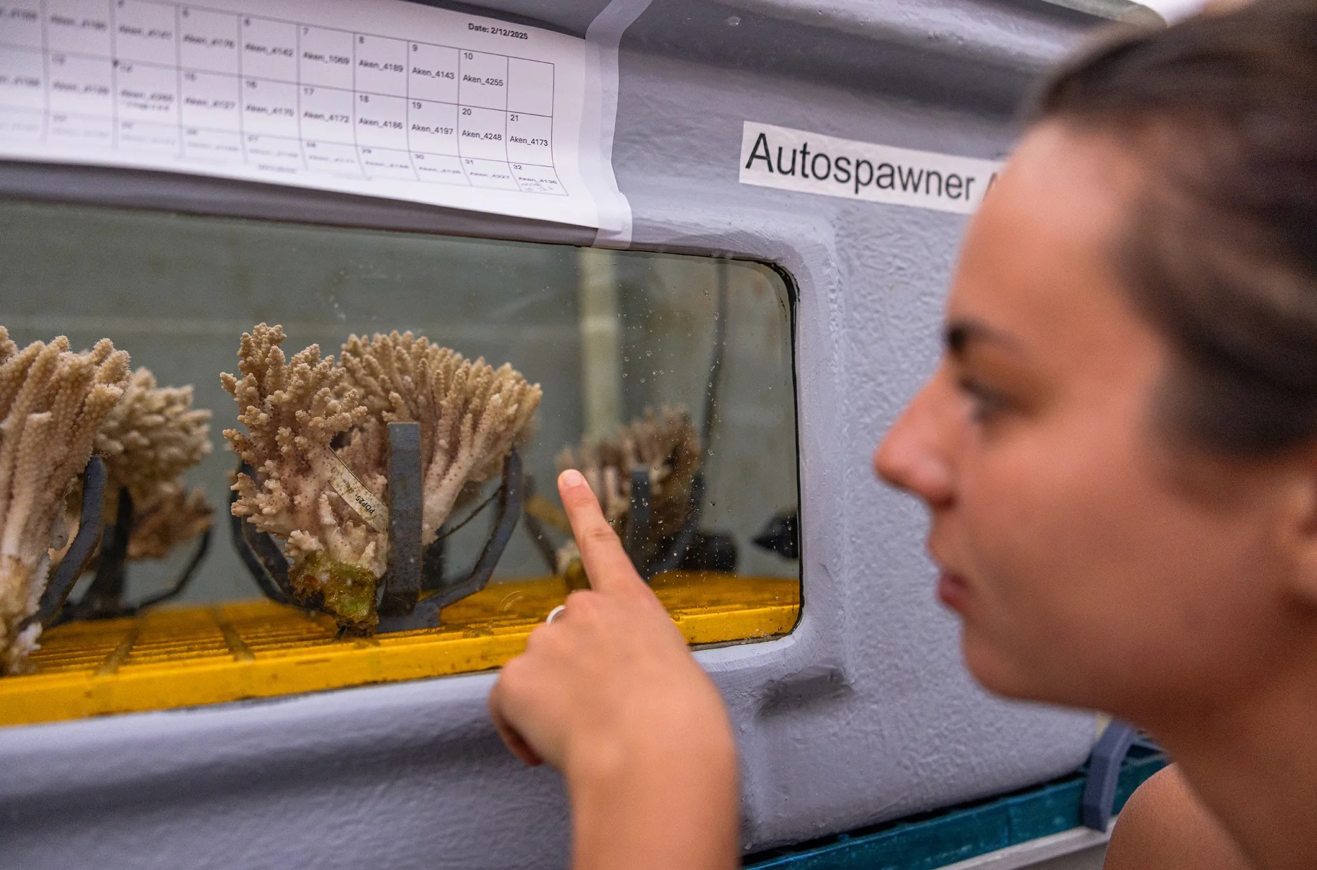A white woman with brown hair points her finger against a glass window of a machine at growing coral.