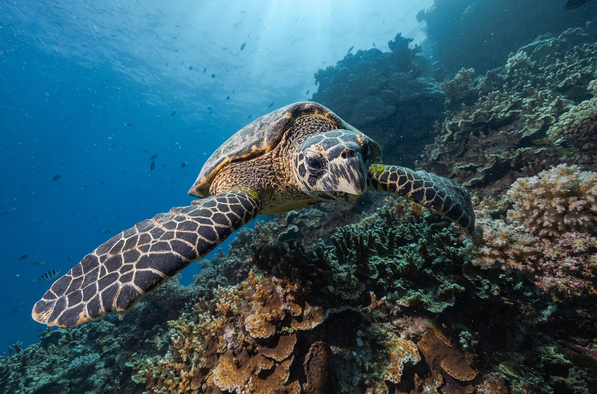 A turtle floats next to a reef. 
