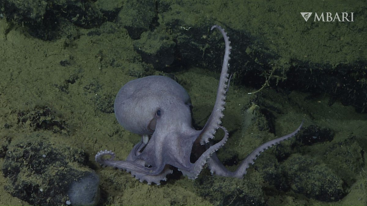 It’s 2 miles deep, close to a volcano, the size of 233 soccer fields and home to a whopping 20,000 creatures