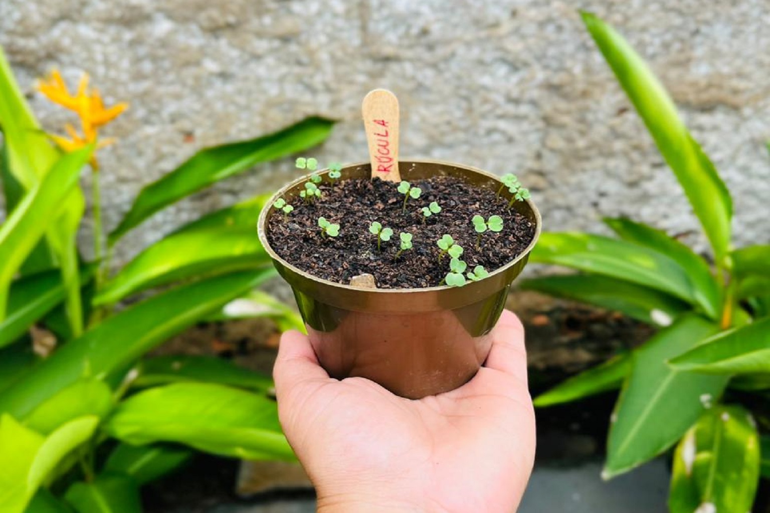 Ecoplante’s products are shipped with seeds for vegetables such as rocket (pictured), herbs, flowers and native Amazonian vegetation. Image courtesy of Ecoplante. 