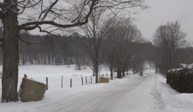 Dispute over maple trees raises landscape questions