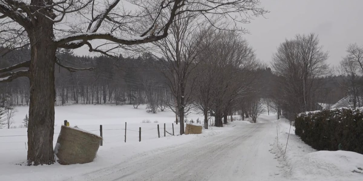 Dispute over maple trees raises landscape questions