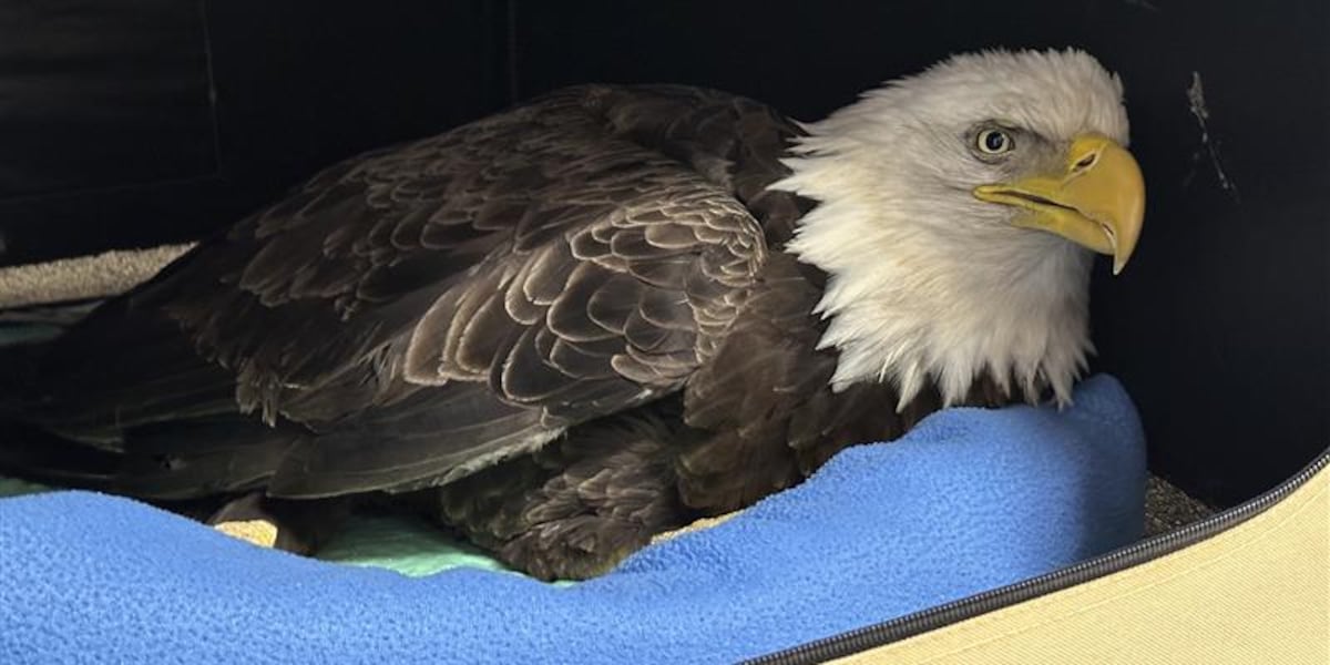 Bald eagle fights for survival at Mid-Michigan rehab center after lead poisoning