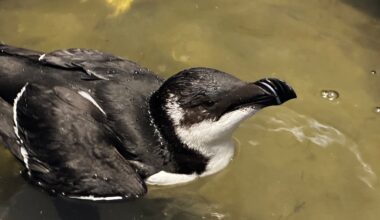 Rare seabird rehabilitated in Crystal Coast following shark bite