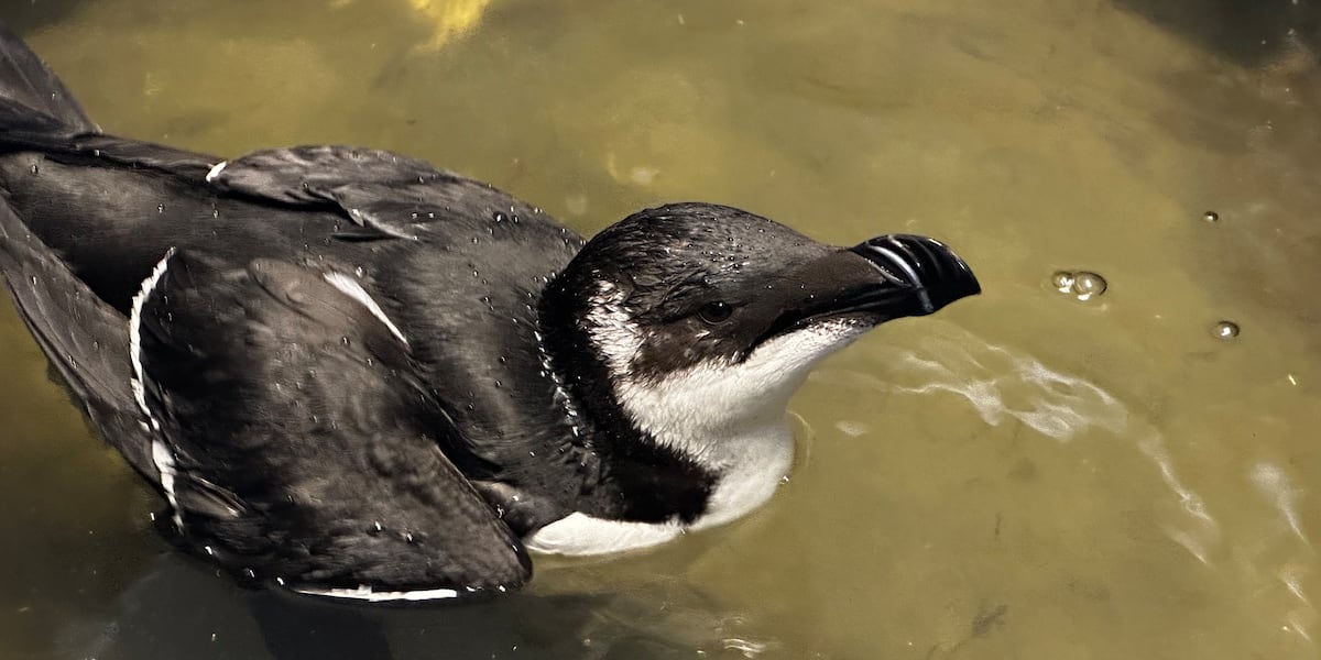 Rare seabird rehabilitated in Crystal Coast following shark bite