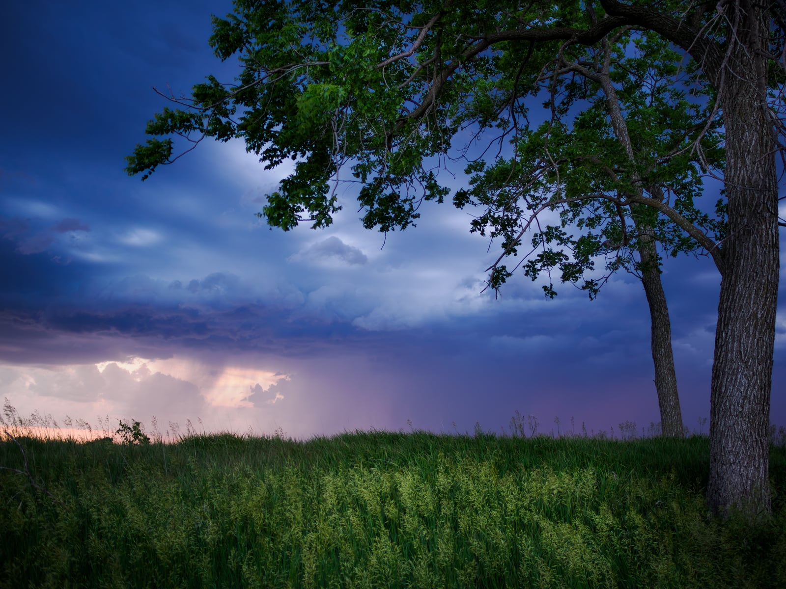 A grassy field under a large tree with dark, dramatic storm clouds and a hint of sunset light on the horizon.