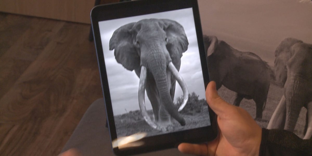 The death of an elephant in Kenya has ripples felt all the way to Alaska