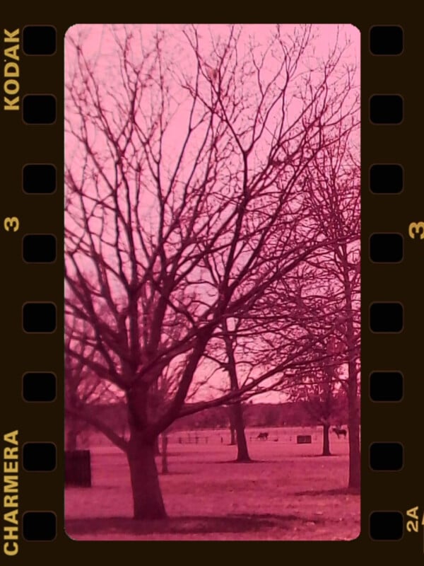 A leafless tree stands in a park with other bare trees in the background, seen through a pink filter and framed by a vintage Kodak film strip border.