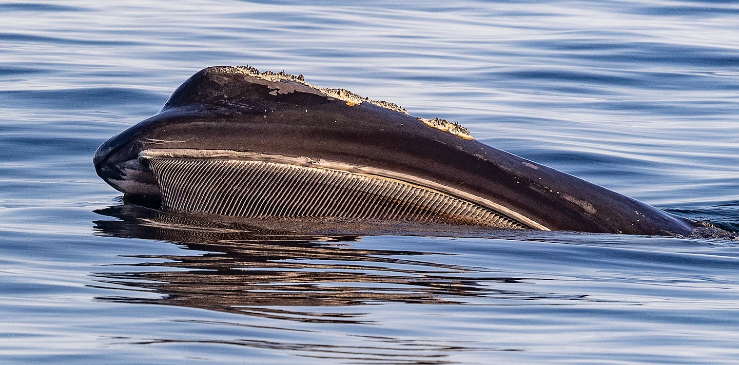 A right whale cruised in Cape Cod Bay with their mouth open, baleen filtering, eating copepods, tiny crustaceans in the zooplankton world in 2024.