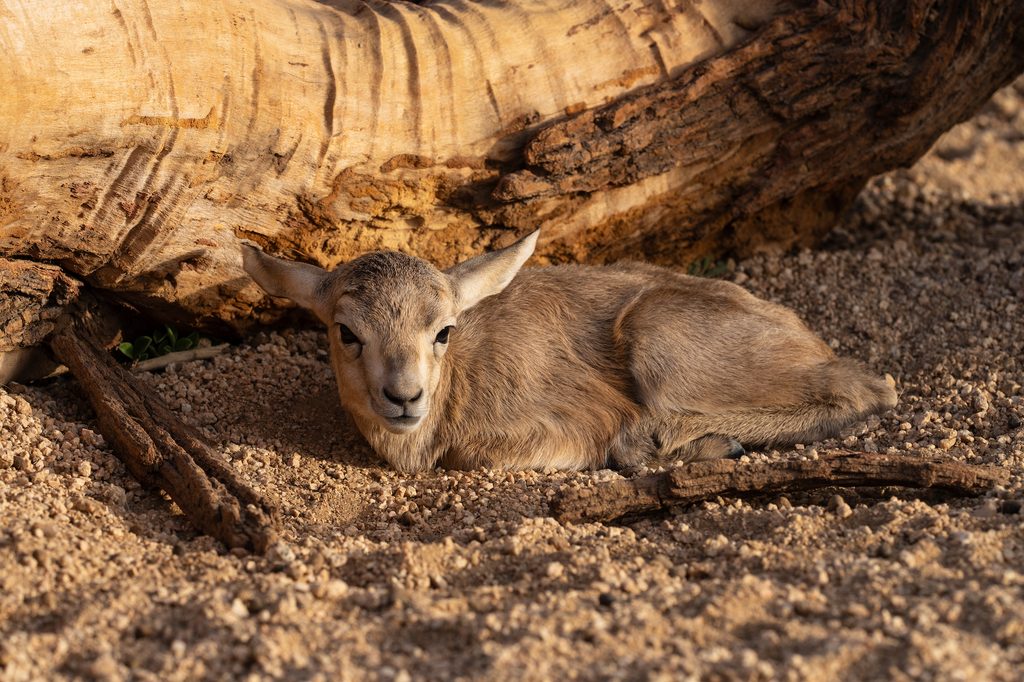 A newborn sand gazelle