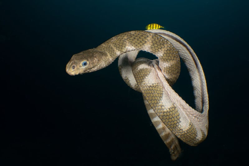 A sea snake with brown and white bands swims underwater, its body twisted in a spiral. A small yellow fish with black stripes rests on the snake’s back. The background is dark and deep blue.