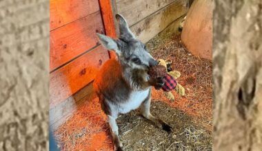 Rex, a 3-year-old wallaby at Lots of Love Farm in Williamstown, Gloucester County, is back at home after escaping from an enclosure sometime Monday night.