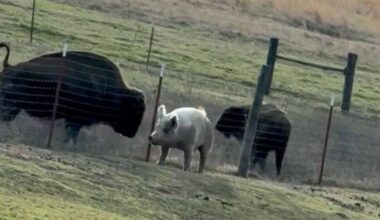 Cowboy State Daily logo