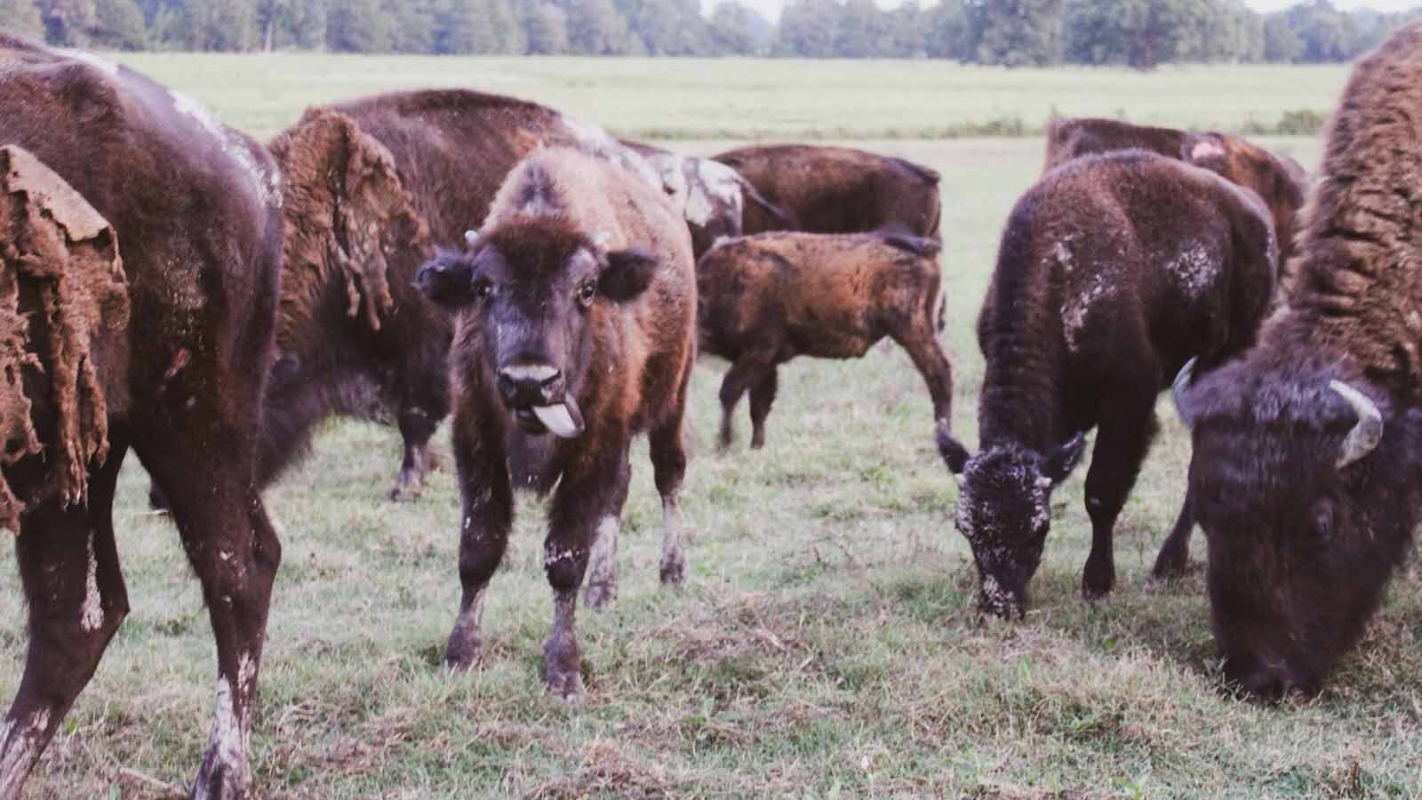The bison herd at the Long Lake Resort in Poteau, Oklahoma. The herd was acquired around 25 years ago, when bison were still rare in Oklahoma, and have been the resort's "eye candy" ever since. 