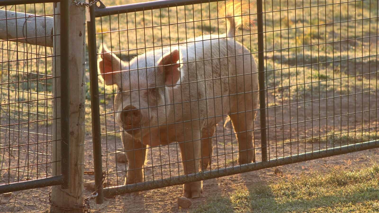 Dot the pig at the Long Lake Resort in Poteau, Oklahoma. The 600-pound pig shares a fenceline with a bison herd and regularly wins the stare-downs and fenceline fights she initiates with the cows and calves. 