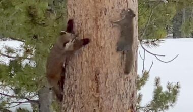 Cowboy State Daily logo