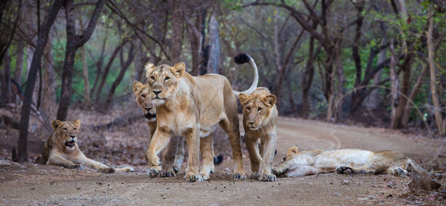 A pride of Asiatic lions in Gir National Park, India – the only place on Earth where the species exists
