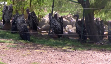 E. coli outbreak prompts push for hand-washing at petting zoos
