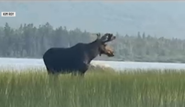 Possible changes coming to moose-hunting season in Maine