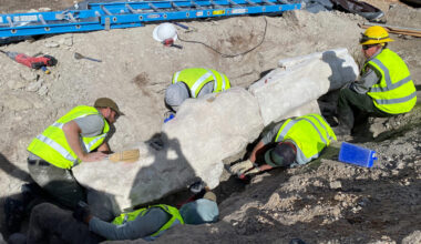Five people in yellow safety vests work around a large plastered coated rock containing dinosaur fo...