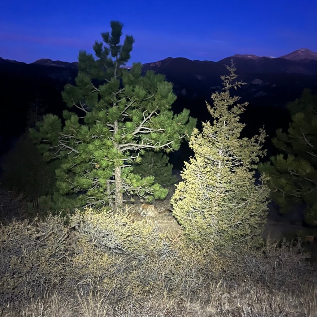 Colorado is caught in the crosshairs of mountain lion lovers and wolf haters (Editorial)