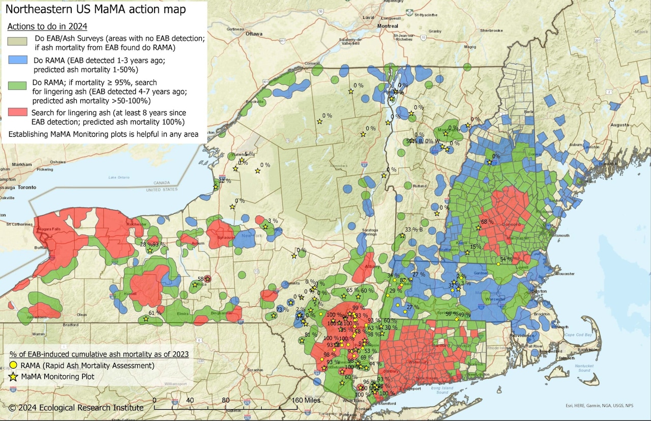 Cornell collects rare ash tree cuttings in race against invasive beetle