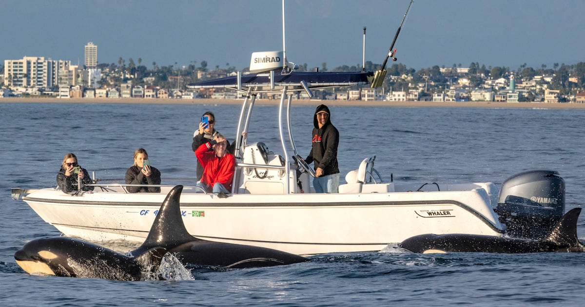 Killer Whale Gang Develops New Language to Terrorize Ships