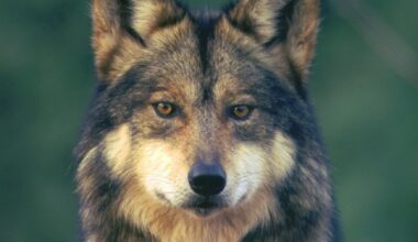 Mexican Gray Wolf killed crossing I-40