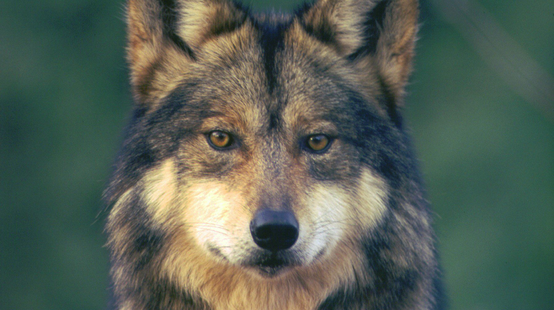 Mexican Gray Wolf killed crossing I-40