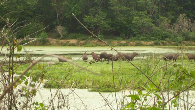 Wildlife in a green reserve