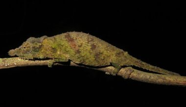 "It's 2.5 times its body length, all sticky and coiled like a spring ready to catapult out, accelerating faster than a sports car reaching nearly 100km/h"