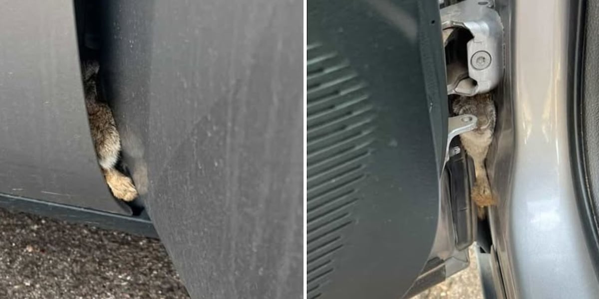 Gilbert park ranger hops into action to save bunny stuck in car door