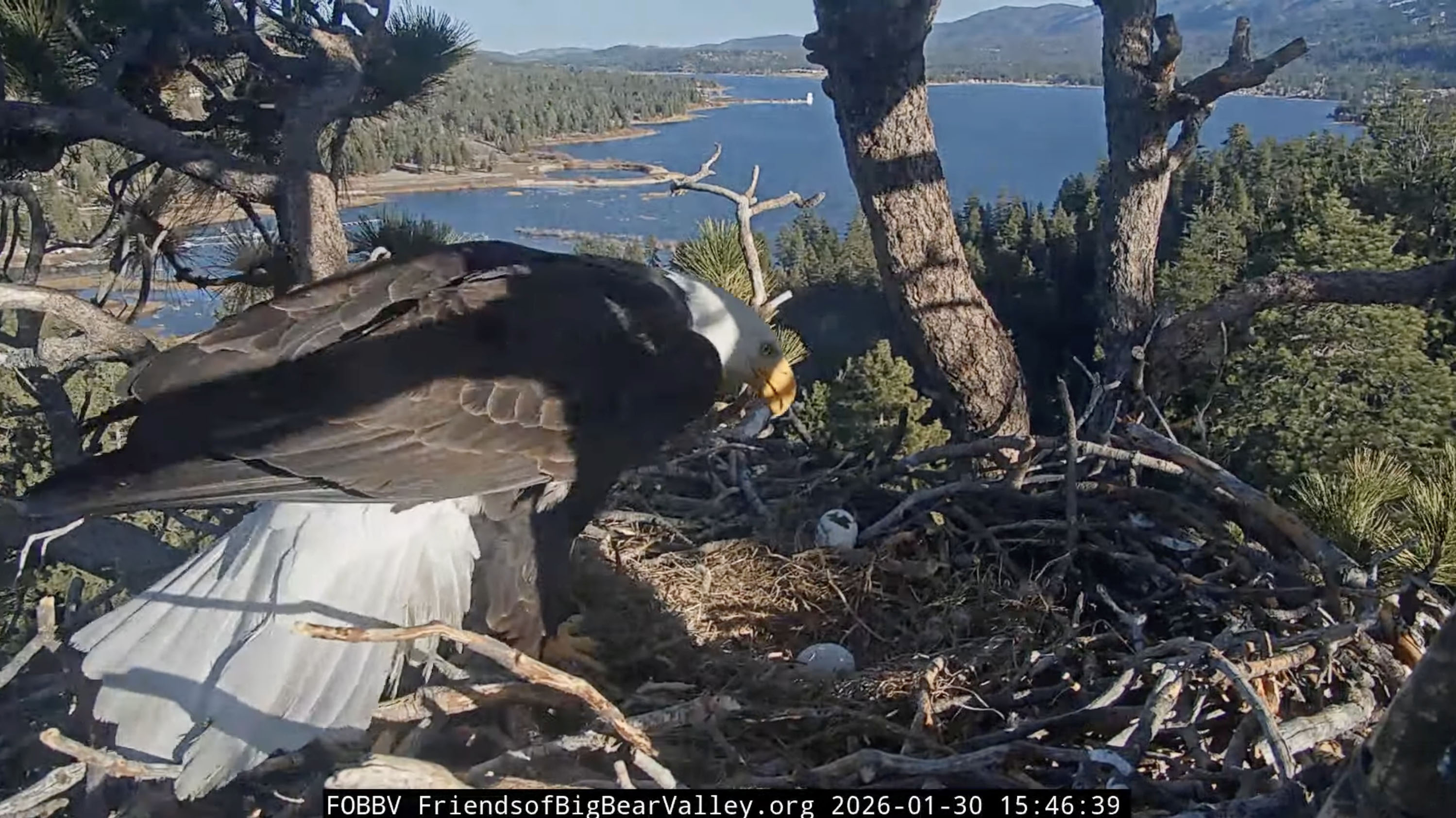 A bald eagle returns to its nest after a raven...