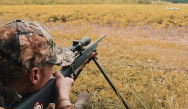 Minnesota deer hunting sees higher than average increase in harvested deer in 2025