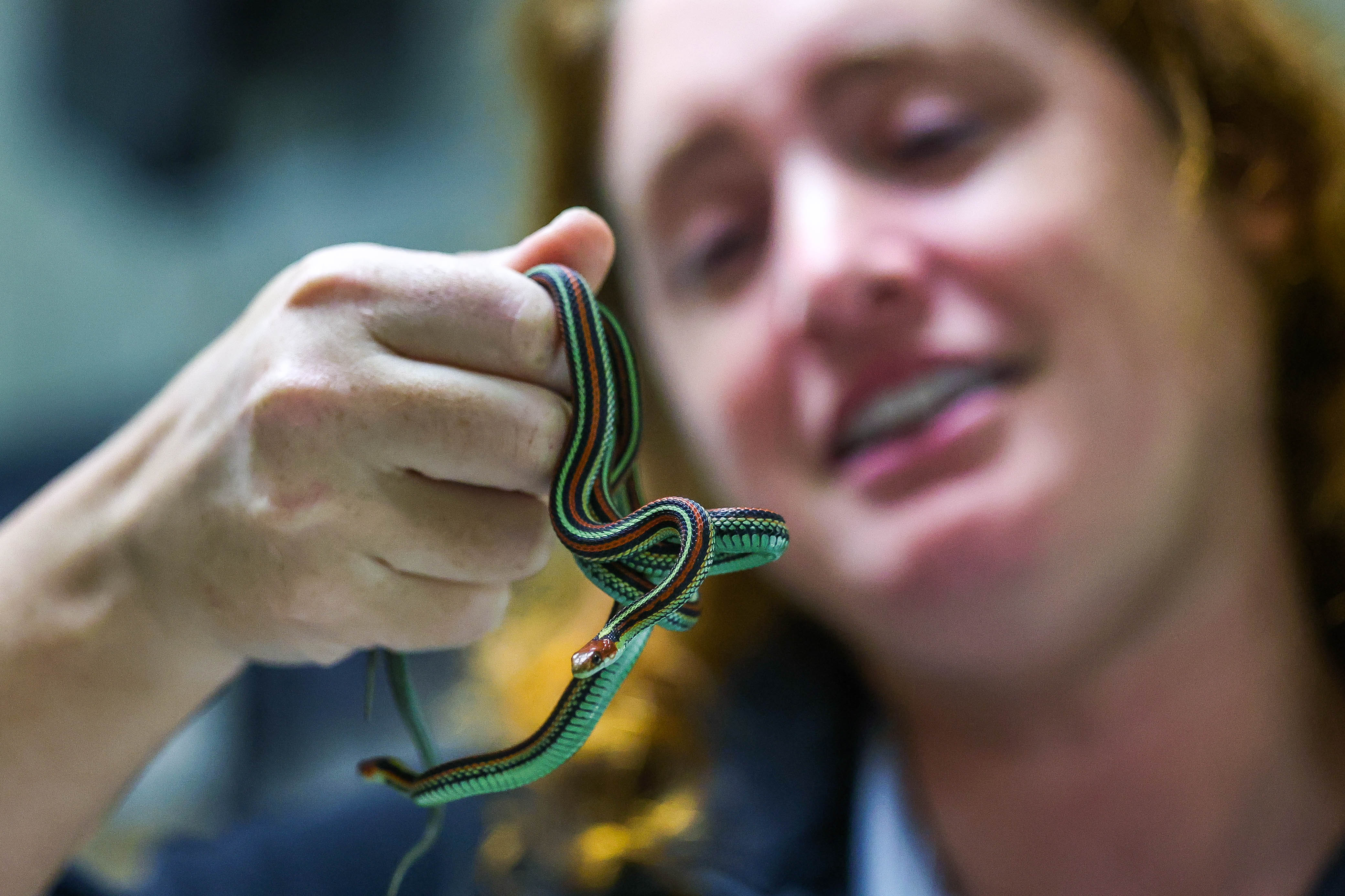 Jamie McNellis, a Conservation Specialist at the San Francisco Zoo,...