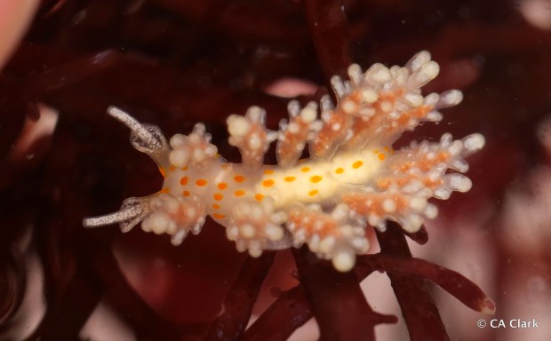 The tiny sea slug Doto kwakwak - named after the word for "yellow" in the language of the local Kumeyaay tribe - swims around the tide pools of San Diego. Local tide-poolers found it and reported it to scientists, who confirmed that it was a new species last year. (Photo courtesy of California Academy of Sciences)