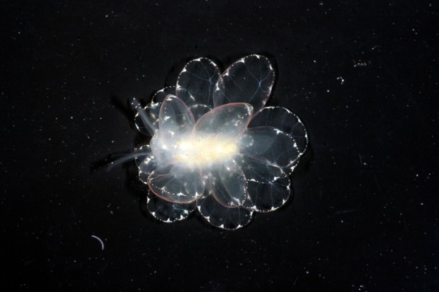 The sea slug Cyerce Basi comes out at night to feast on toxic algae off the coast of the Philippines. "It immediately caught my eye," said scientist Terry Gosliner, who described the species in a paper last year. (Photo by Vanessa L. Knutson/ California Academy of Sciences)