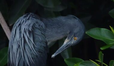 California scientists discovered dozens of strange species in 2025