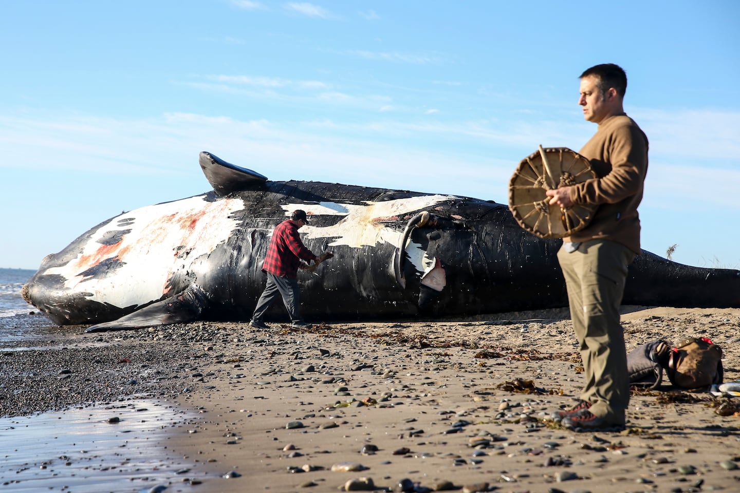 Patrick Goguen (right), an Acadian from Moncton, beat on a drum while Noel Milliea, an elder from Elsipogtog First Nation, performed a ceremony on a dead right whale to honor the animal's spirit before the necropsy in Shippagan, New Brunswick, 2019.