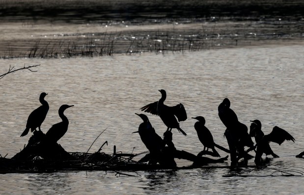 paddles their kayak through the San Diego River Estuary on Saturday, January 17, 2026. About 200 volunteers helped clean trash out of the estuary which was put on by The San Diego River Park Foundation. (Sandy Huffaker / For The San Diego Union-Tribune)