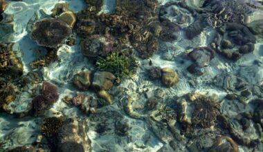 Scientists Were Sure The Ocean Was Dead, Then They Dug Up This Insane Fossil Site