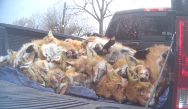 Breaking news: Maryland lawmakers ban wildlife killing contests