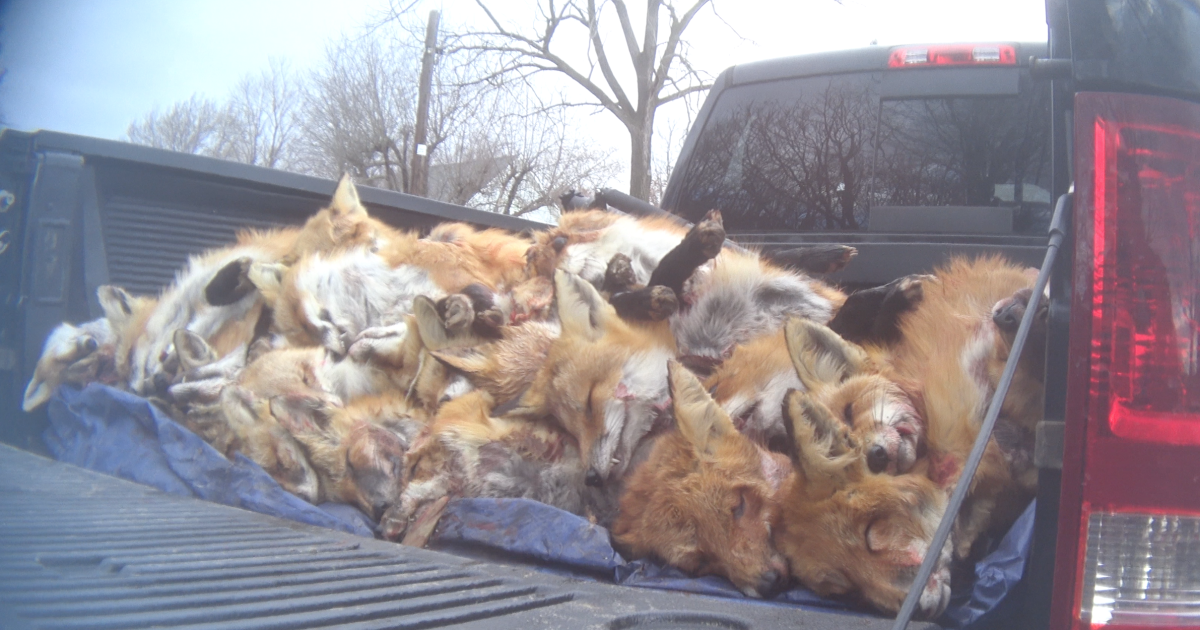 Breaking news: Maryland lawmakers ban wildlife killing contests
