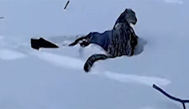 You have to see this! Skier mauled by snow leopard after trying to get close enough to take picture