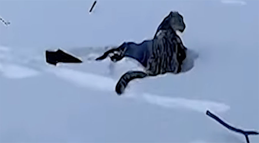 You have to see this! Skier mauled by snow leopard after trying to get close enough to take picture