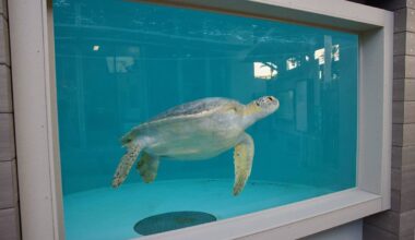 Visit 3-Flippered 'Porkchop' The Sea Turtle At This Long Beach Aquarium's New Rehabilitation Exhibit